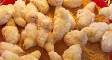 Jak krmit jednodenní kuřata